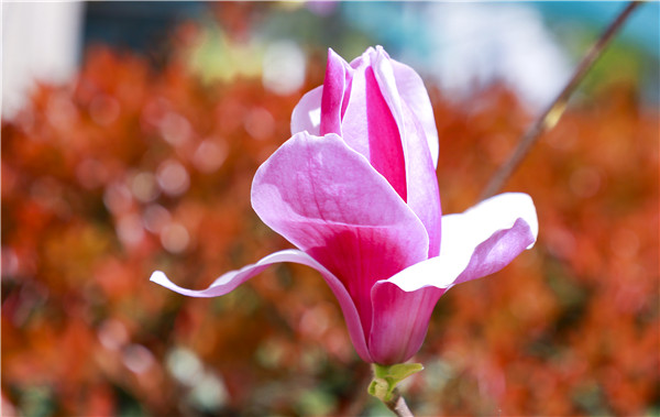 春暖花開(kāi)，等你歸來(lái)——邀你云賞南新春景，以慰思念